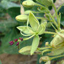 Image of Large-flowered wormbush