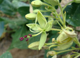 Image of Large-flowered wormbush