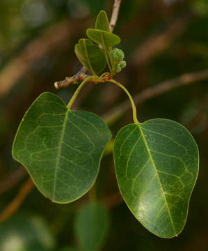 Image of maerua