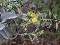 Image de Maerua edulis (Gilg & Gilg-Ben.) De Wolf