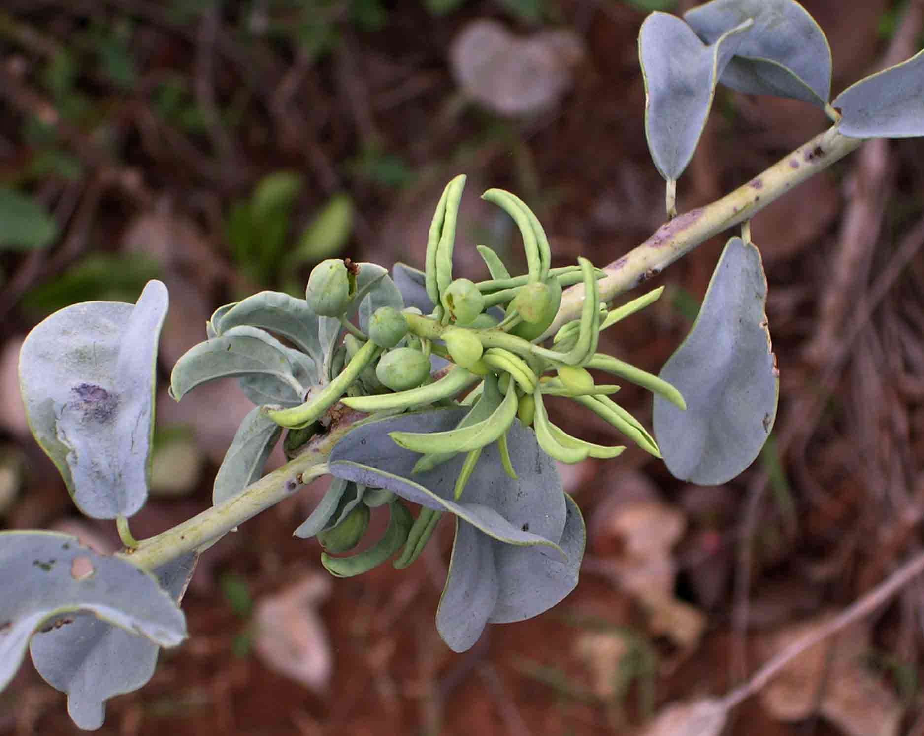 Image of Blue bush-cherry