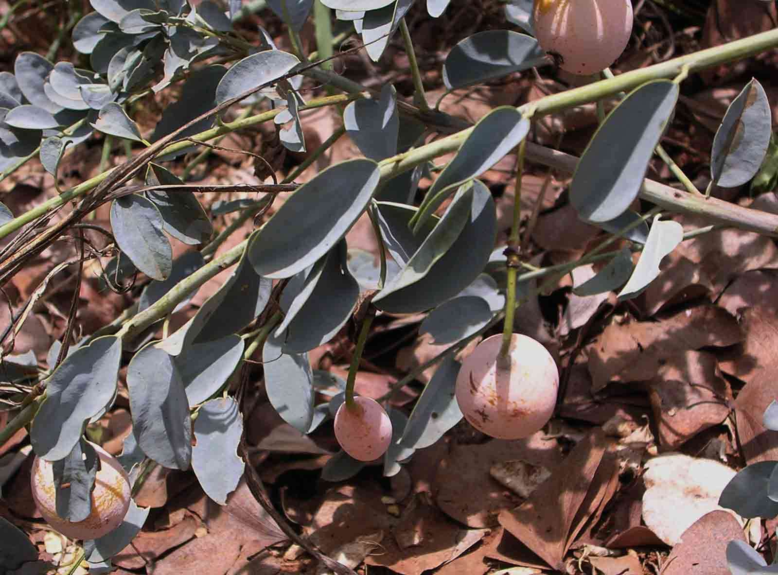 Image of Blue bush-cherry