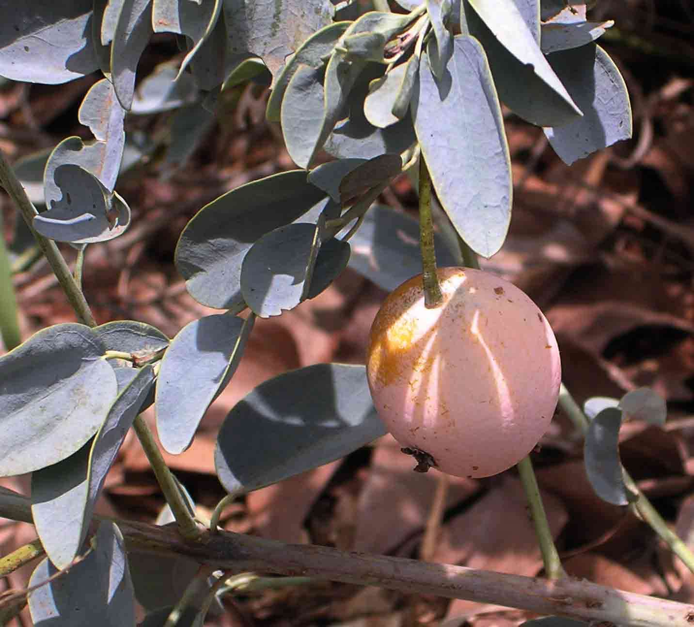 Image of Blue bush-cherry