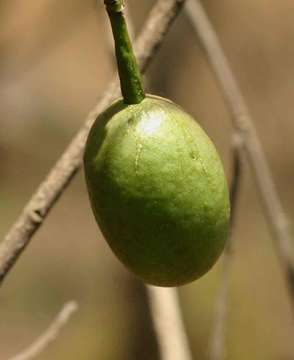 Image of Maerua juncea Pax