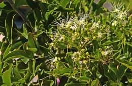 Image of Sausage-bean bush-cherry