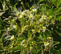 Image of Sausage-bean bush-cherry