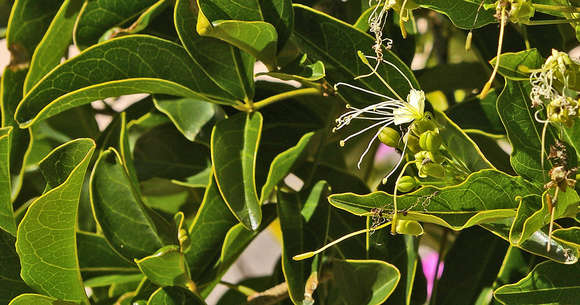 Image of Sausage-bean bush-cherry