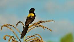 Image of Yellow-mantled Whydah