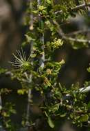 Image of Dwarf bush-cherry