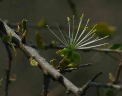 Image de Maerua parvifolia Pax