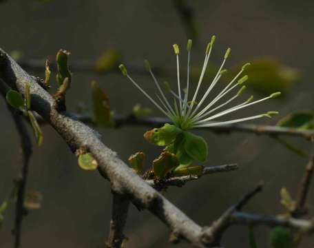 Image of Dwarf bush-cherry