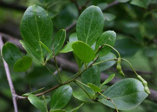 Image of Maerua triphylla A. Rich.