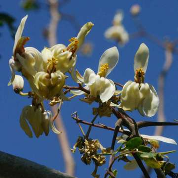 Image of horseradish tree family