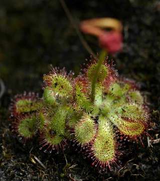 Image of Drosera dielsiana Exell & Laundon