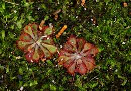 Image of Drosera dielsiana Exell & Laundon