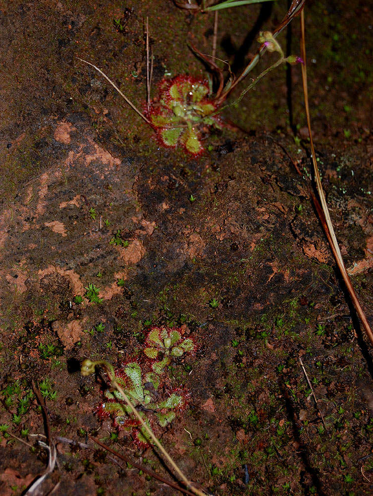 Image of Drosera dielsiana Exell & Laundon