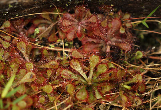 Image of Drosera dielsiana Exell & Laundon