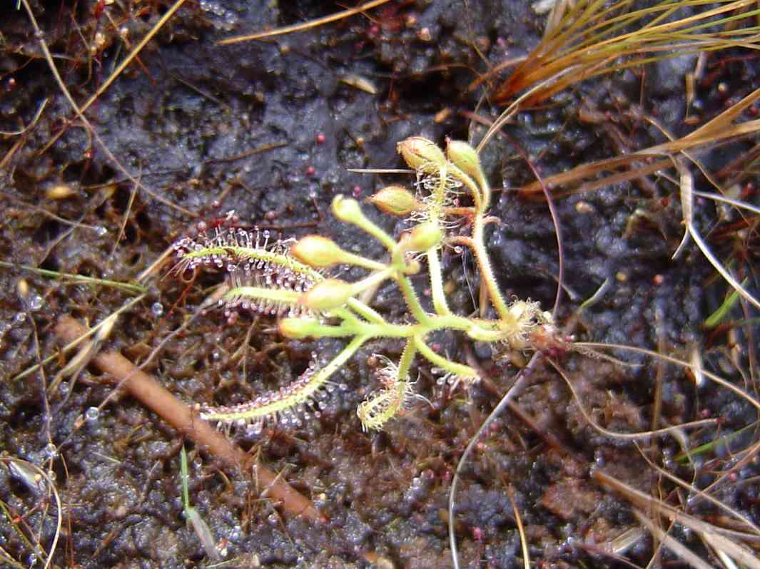 Image of Sundews