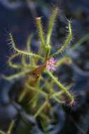 Imagem de Drosera