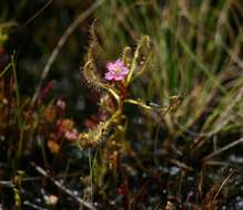 Imagem de Drosera