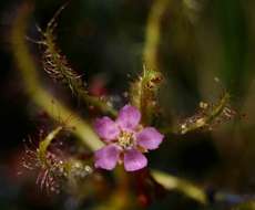 Imagem de Drosera