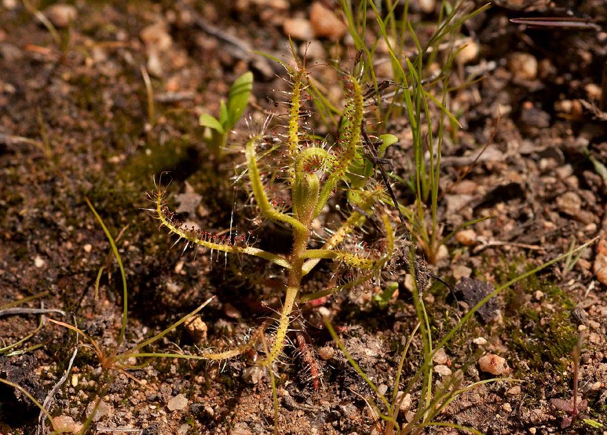 Image of Sundews