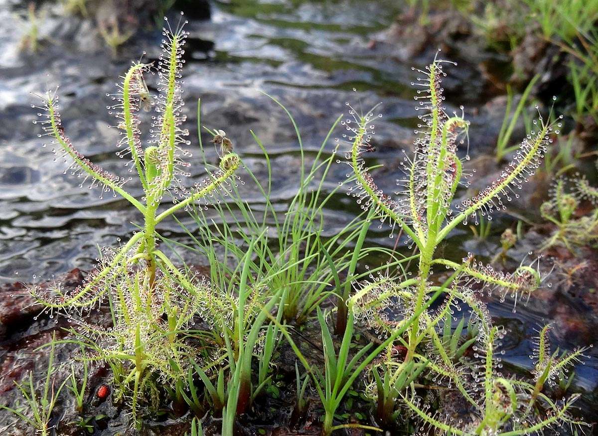 Image of Sundews