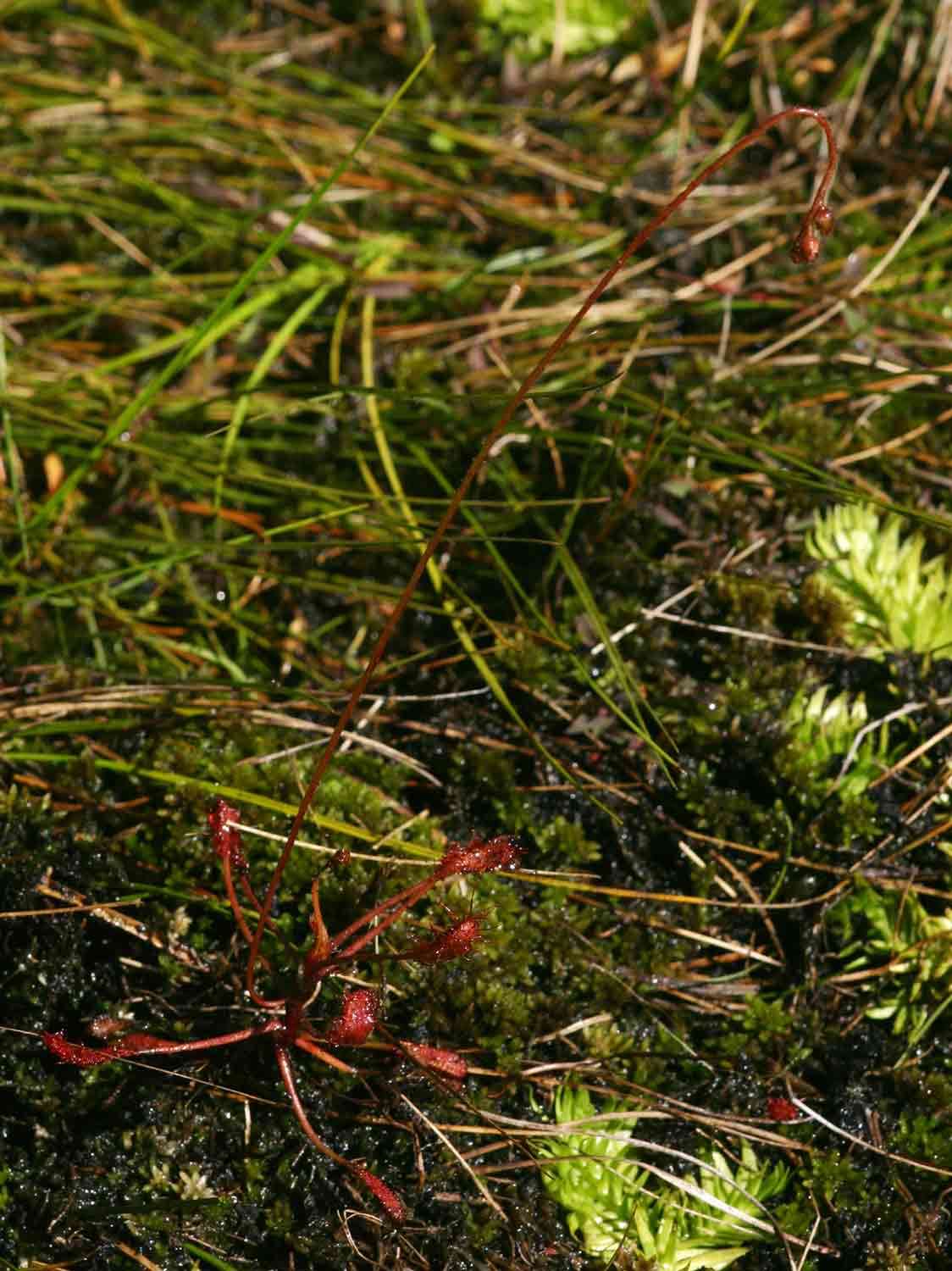 Image of Drosera madagascariensis DC.