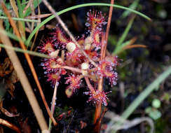 Image of Drosera madagascariensis DC.