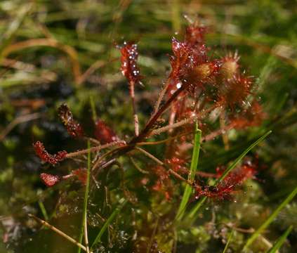 Image of Drosera madagascariensis DC.