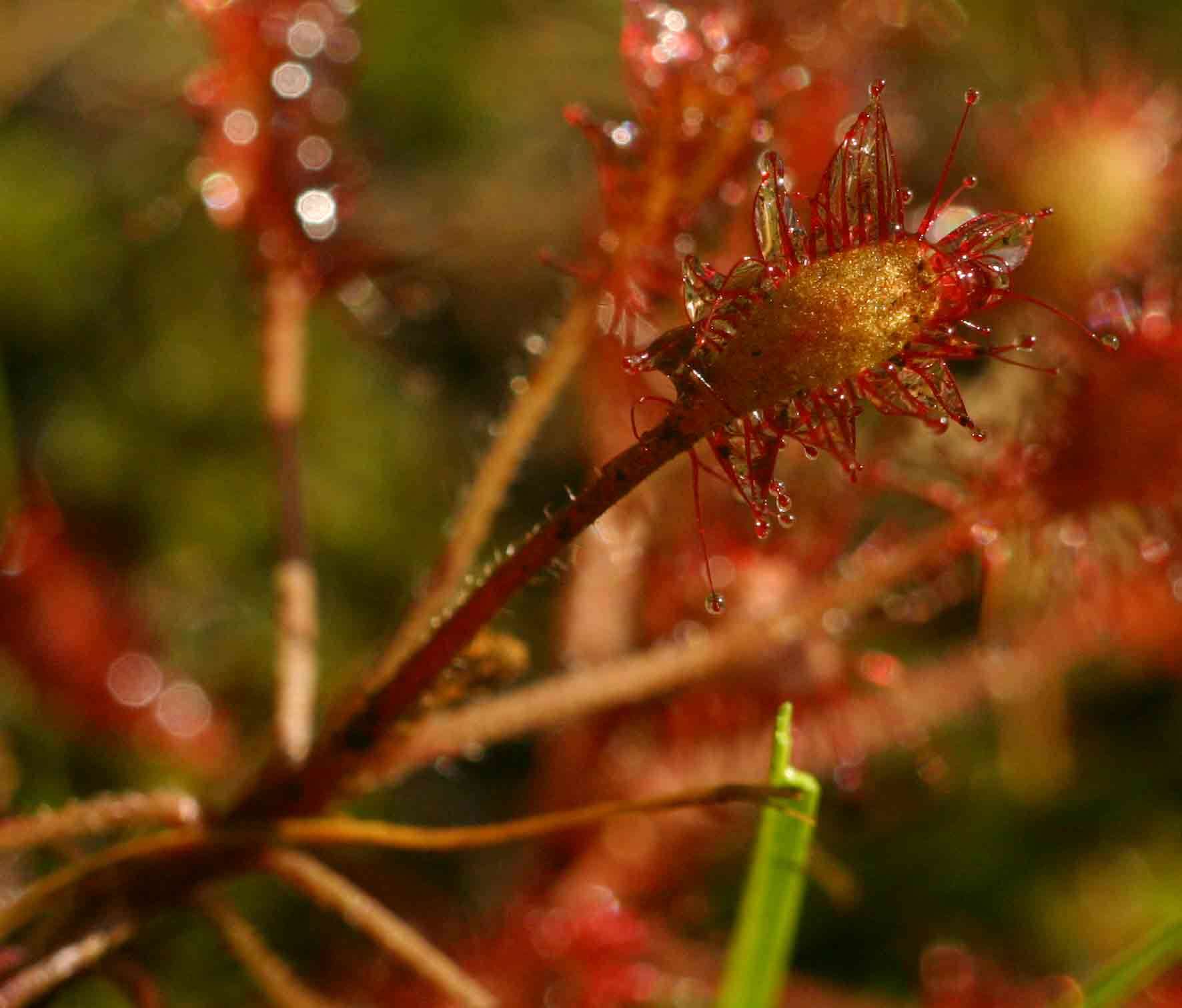 Image of Drosera madagascariensis DC.