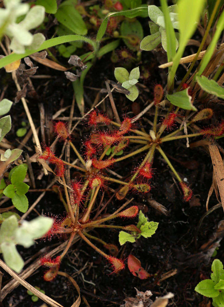 Image of Drosera madagascariensis DC.