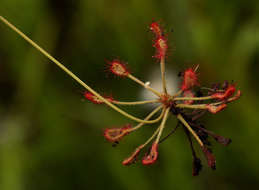 Image of Drosera madagascariensis DC.