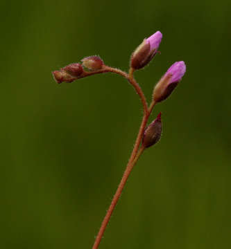 Image of Drosera madagascariensis DC.