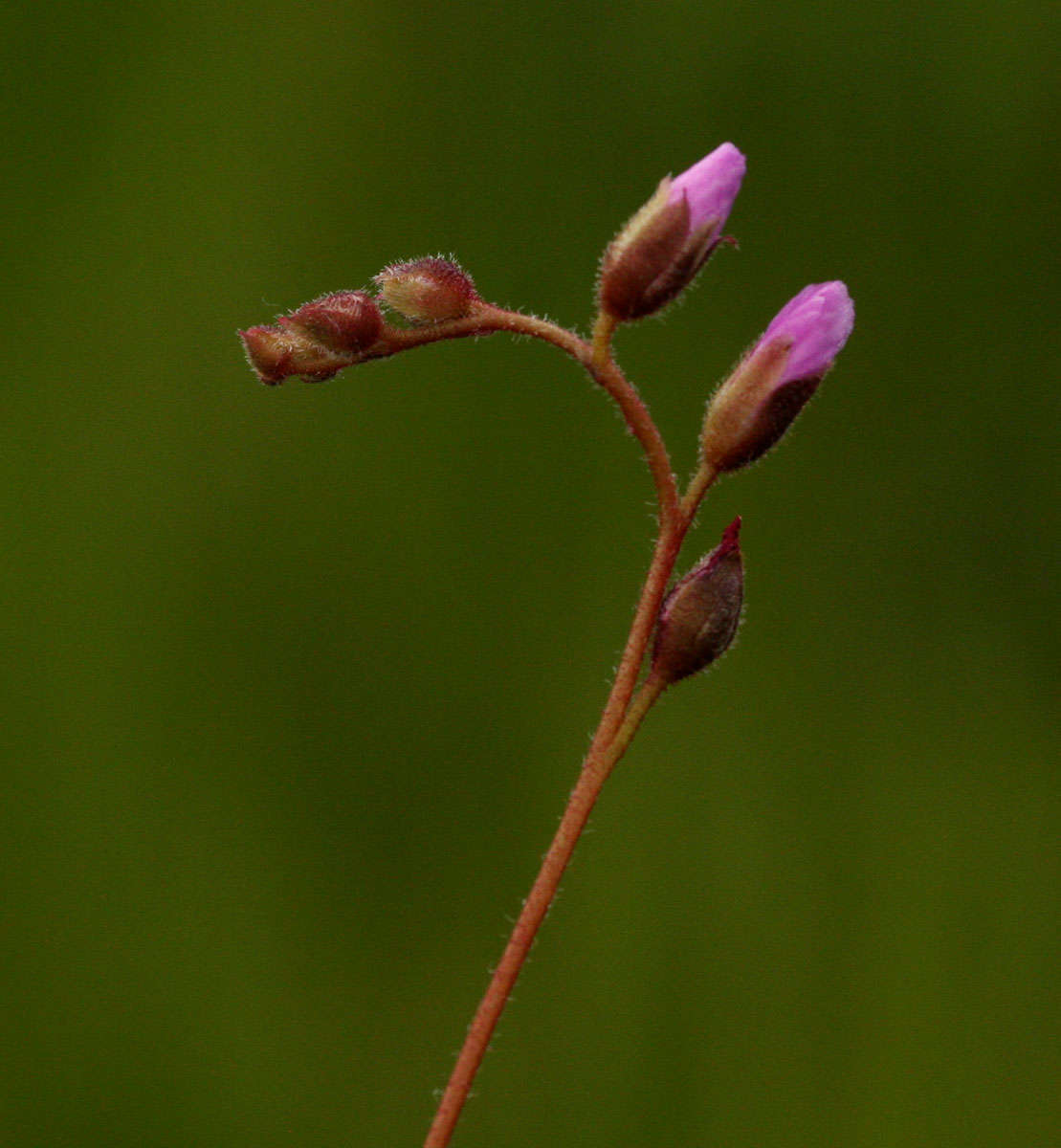 Image of Drosera madagascariensis DC.