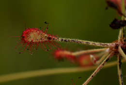 Image of Drosera madagascariensis DC.