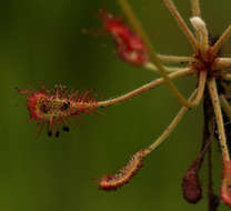 Image of Drosera madagascariensis DC.