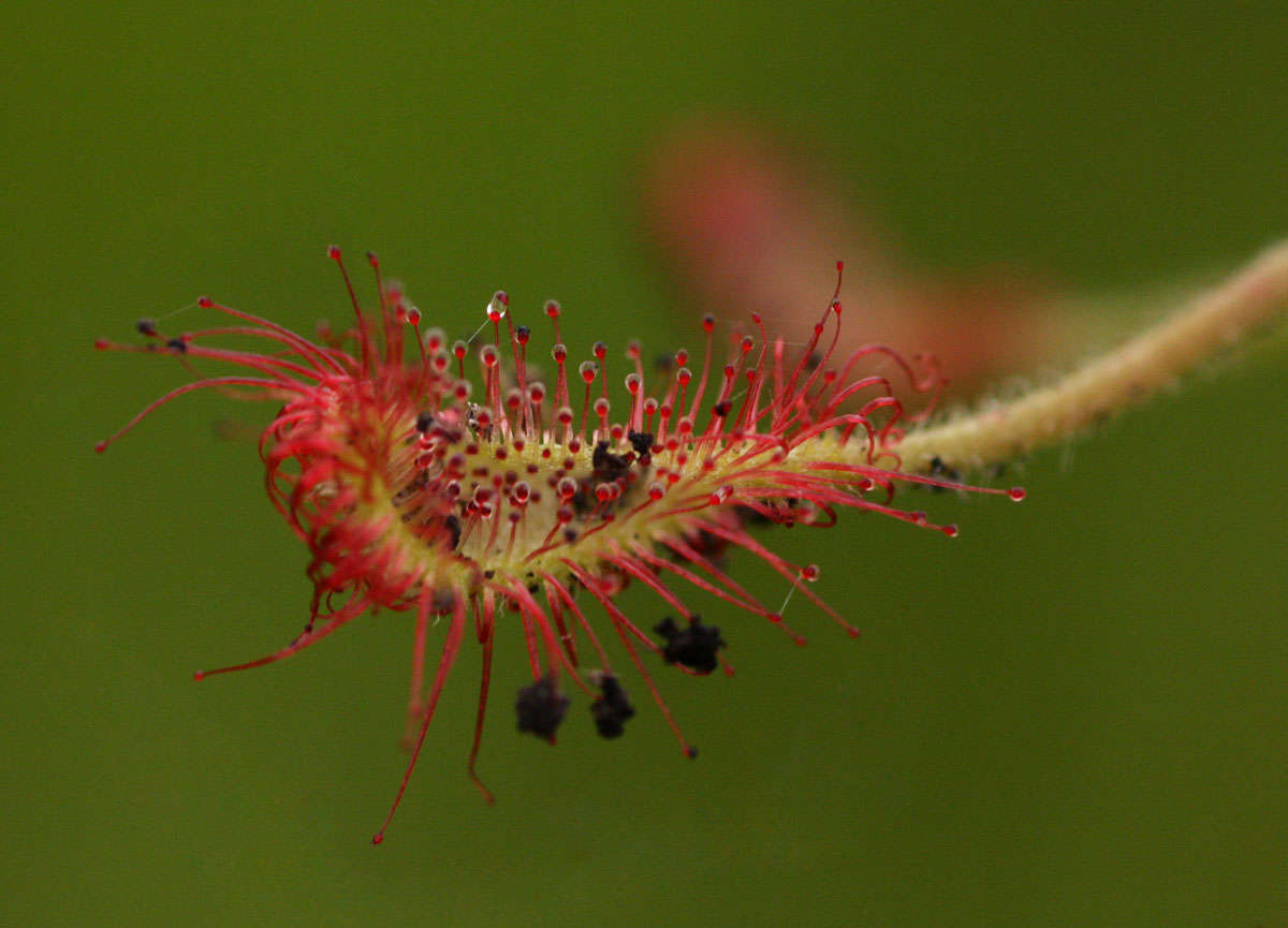 Image of Drosera madagascariensis DC.