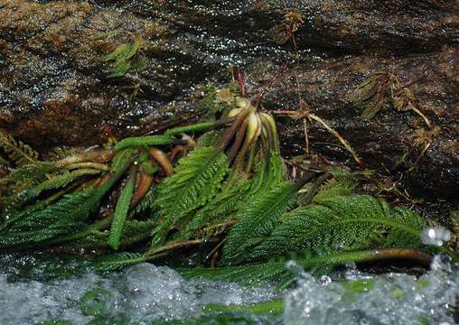 Image of Hydrostachys