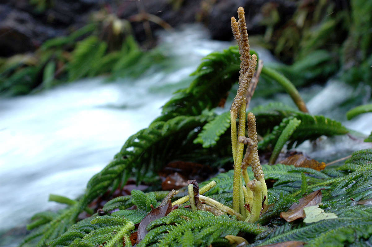 Imagem de Hydrostachyaceae