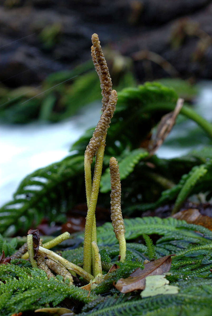 Image of Hydrostachyaceae