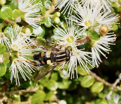 Image of three-lined hoverfly