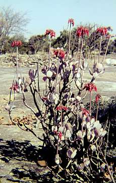 Image of pig's ear