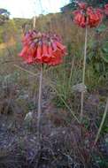 Image of Chandelier plant