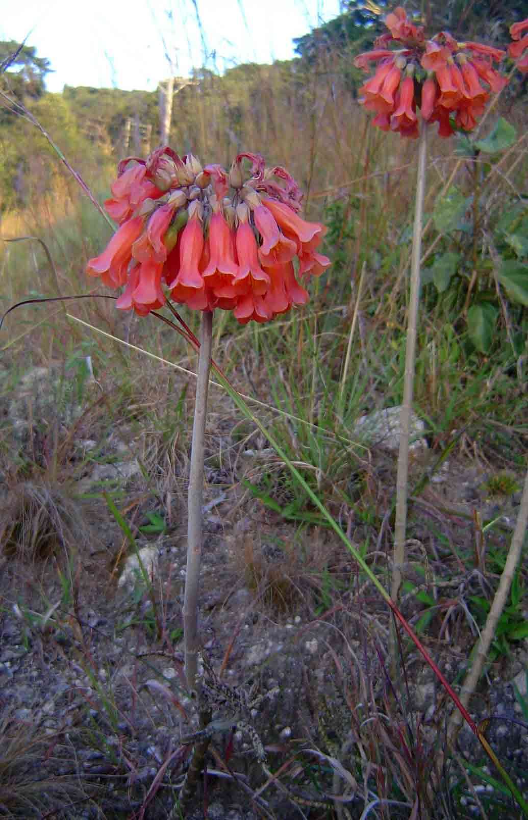 Image of Chandelier plant