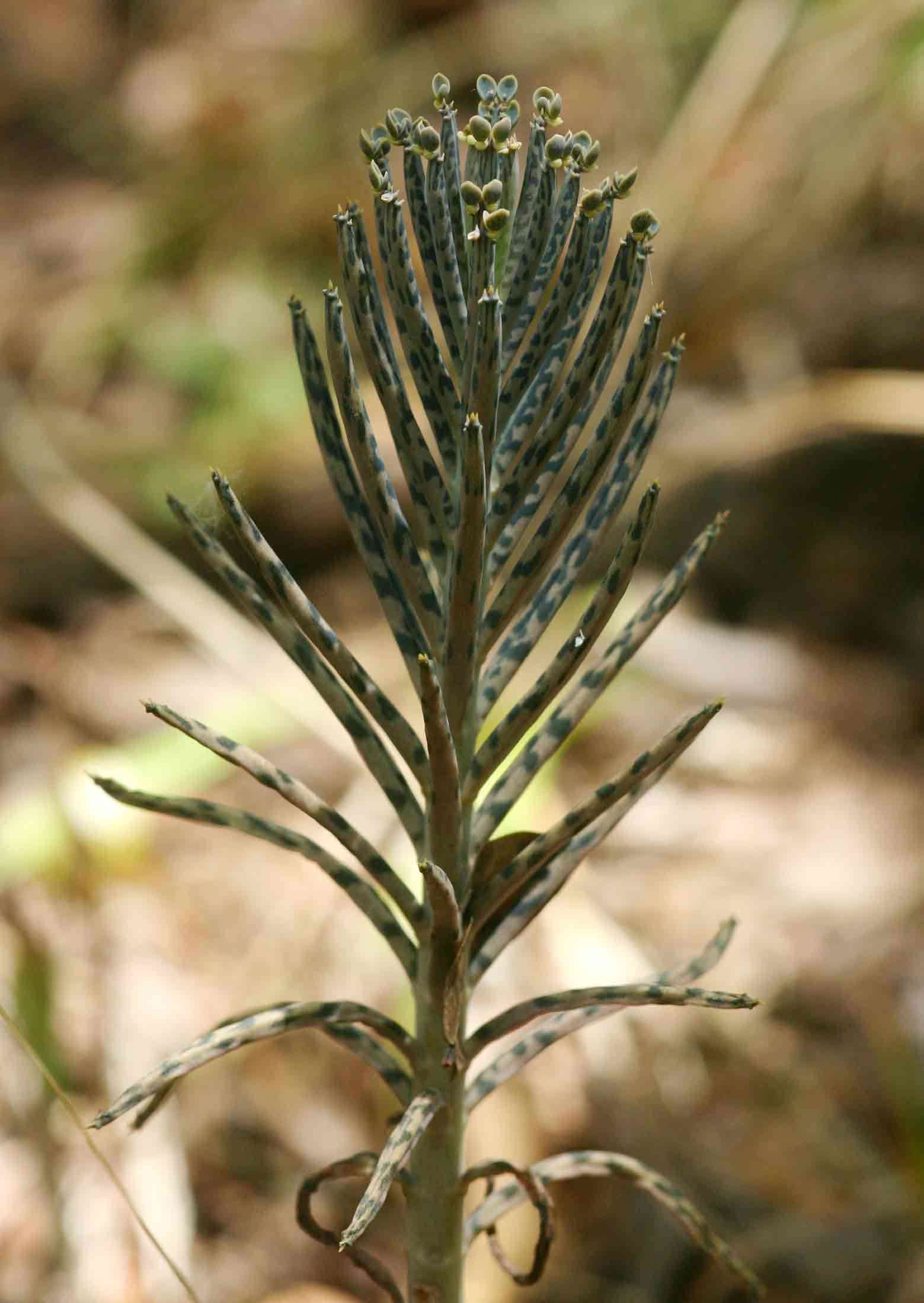 Image of Chandelier plant