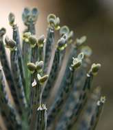 Image of Chandelier plant