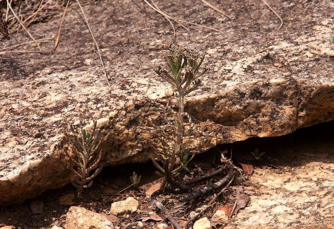 Image of Chandelier plant