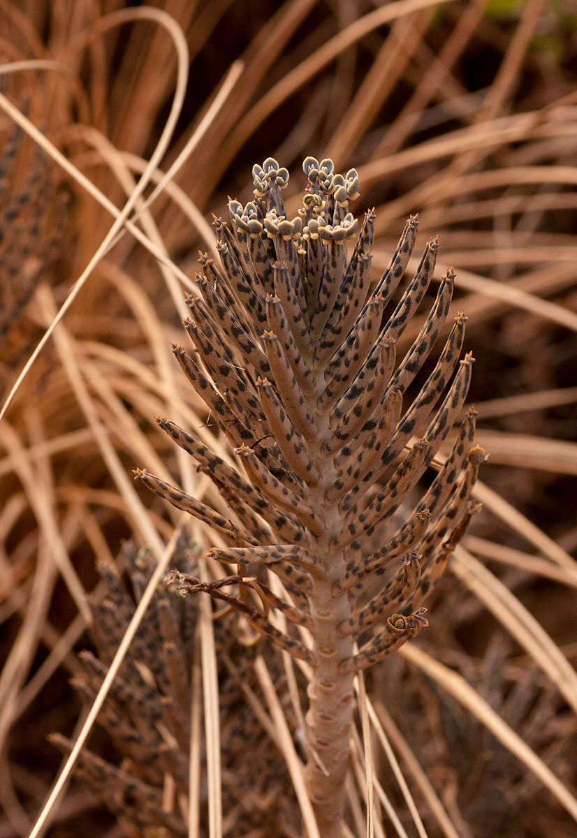 Image of Chandelier plant