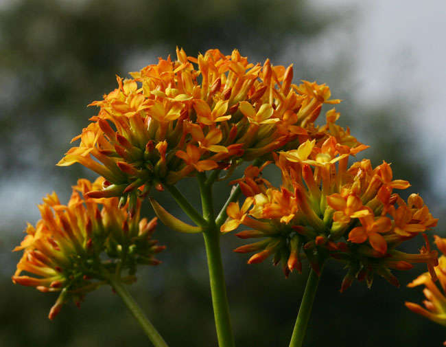 Image of <i>Kalanchoe <i>crenata</i></i> (Andrews) Haw. ssp. crenata